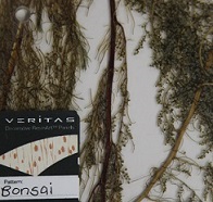 Veritas - Bonsai